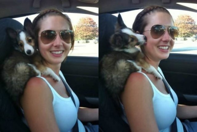 Funny Animals (60 pics)