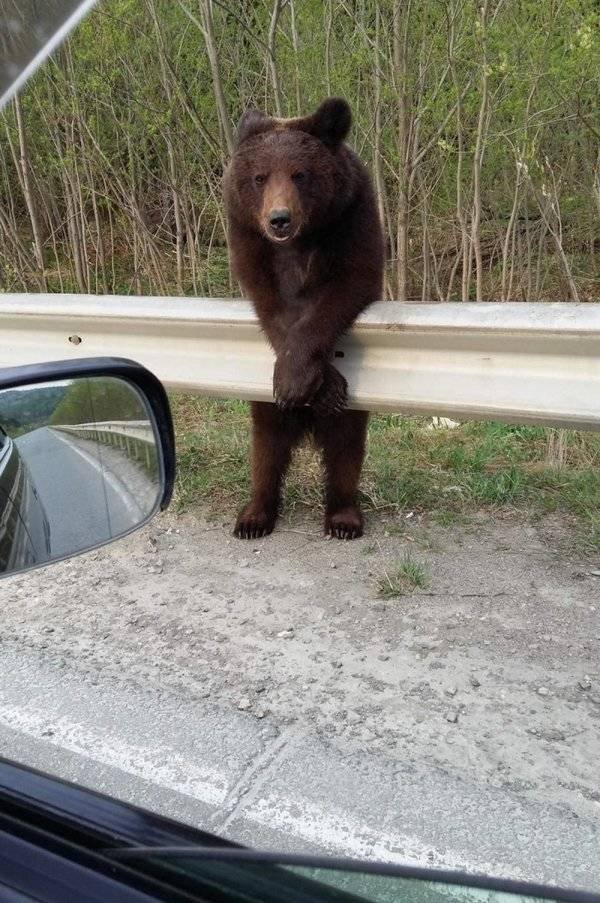 Funny Animals (60 pics)