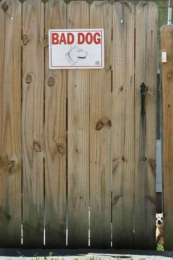 Funny Animals (60 pics)