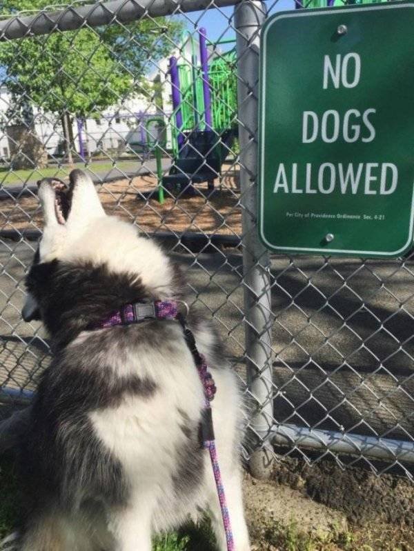 Funny Animals (60 pics)