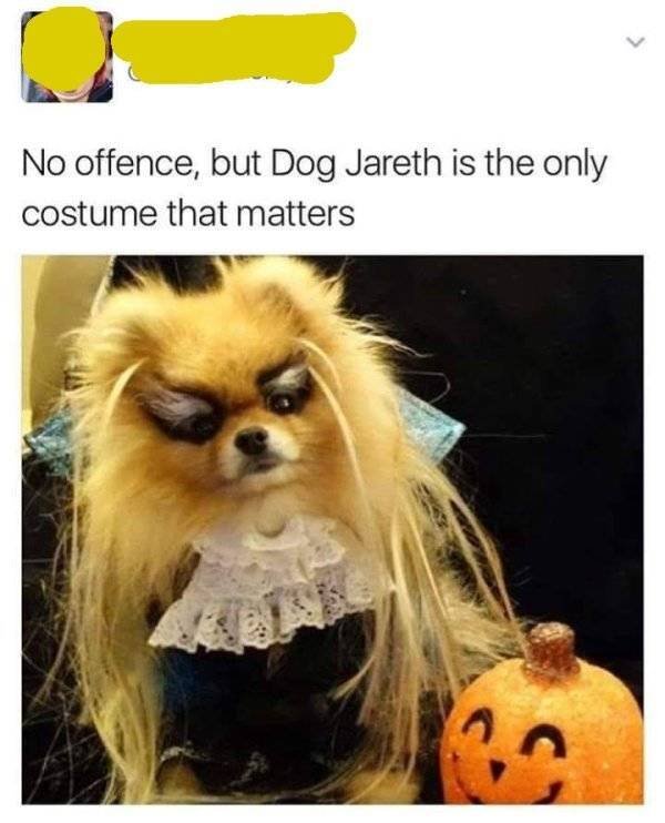 Funny Animals (60 pics)