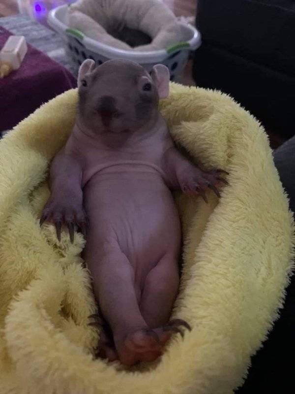 Funny Animals (60 pics)