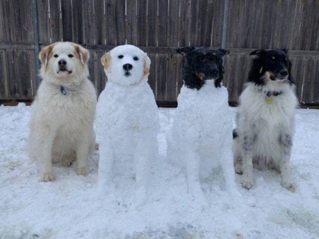 Funny Animals (60 pics)