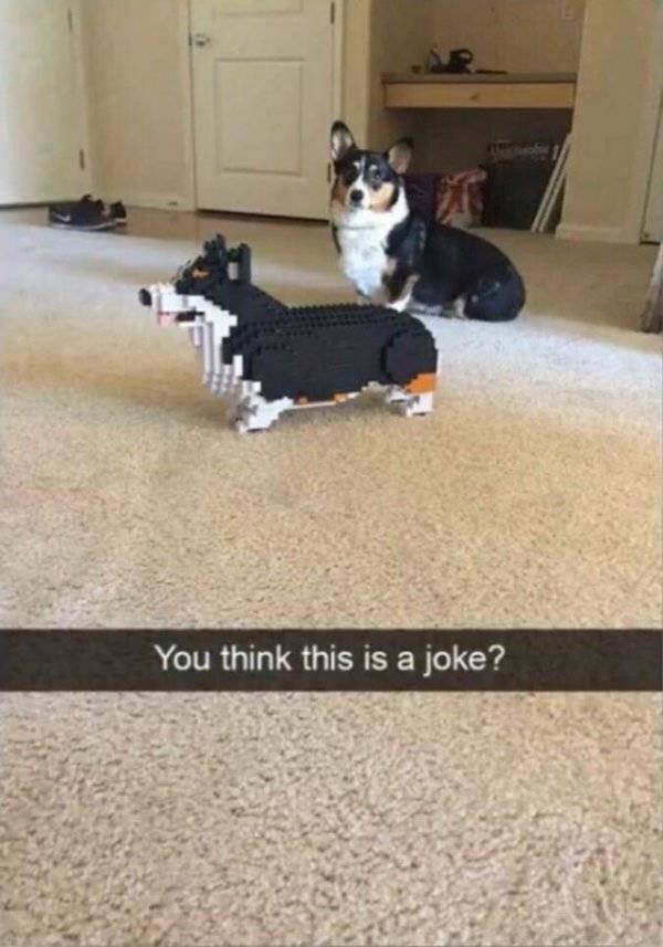 Funny Animals (60 pics)