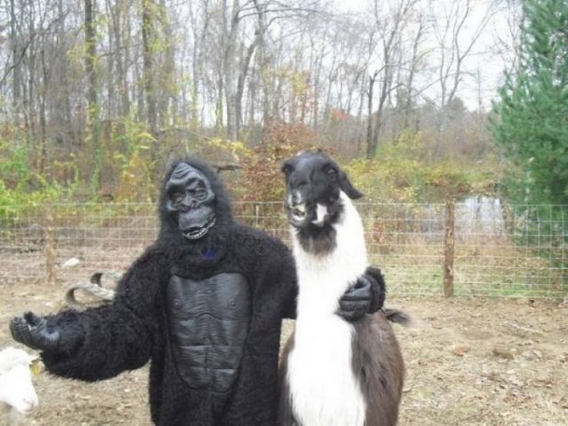 Funny Animals (60 pics)