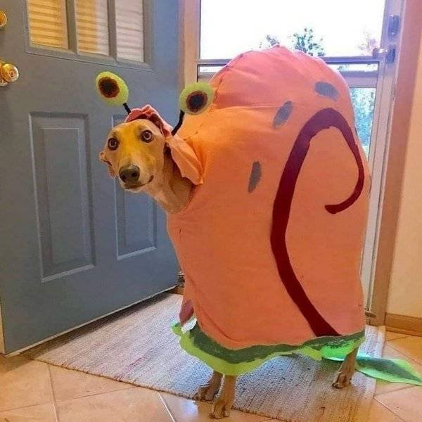 Funny Animals (60 pics)