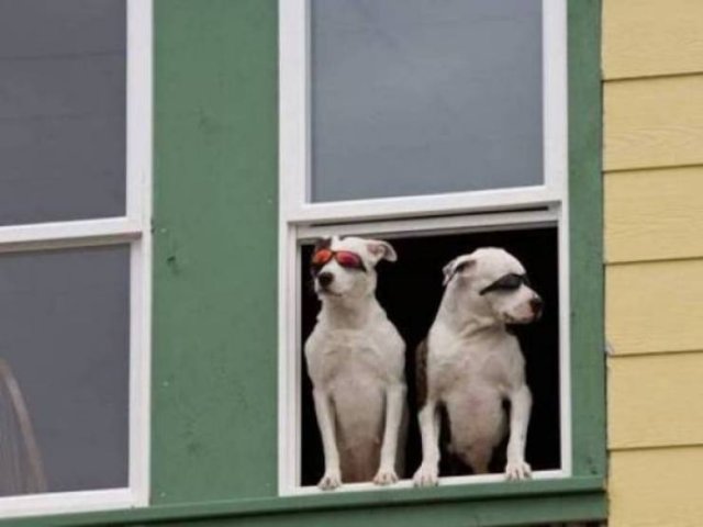 Funny Animals (60 pics)