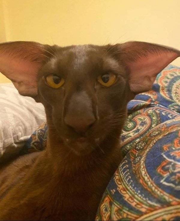 Funny Animals (60 pics)
