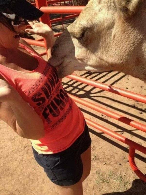Funny Animals (60 pics)