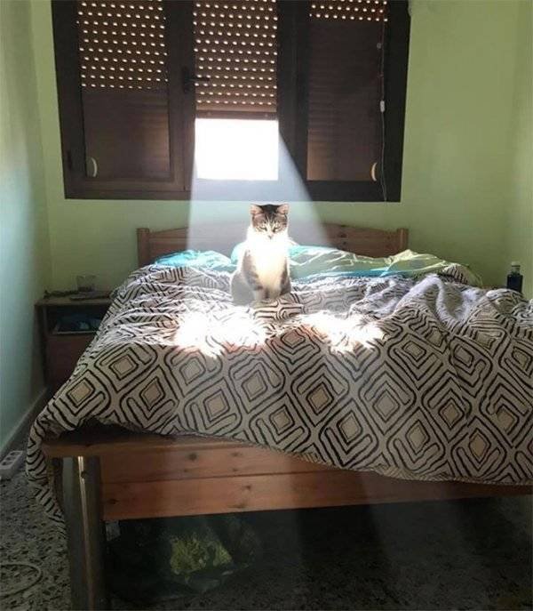 Funny Animals (60 pics)