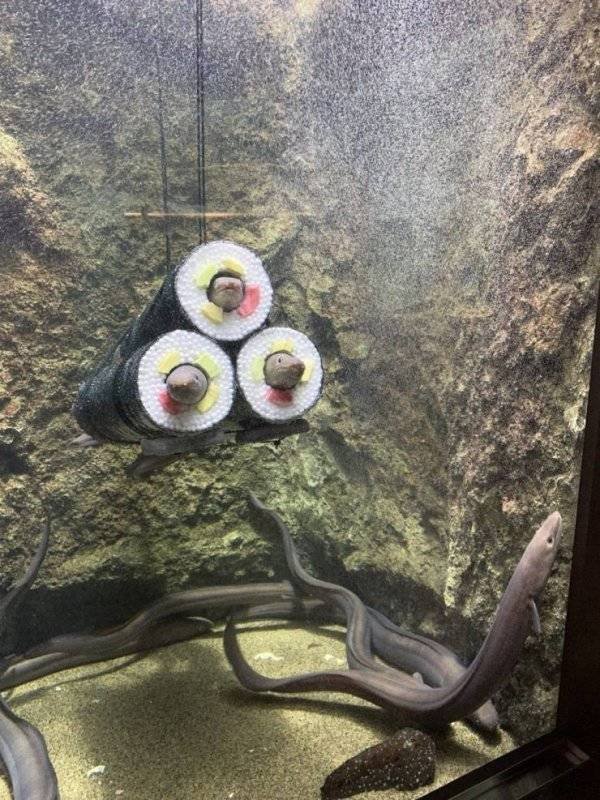 Funny Animals (60 pics)