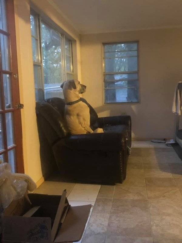 Funny Animals (60 pics)