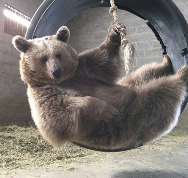 Funny Animals (60 pics)