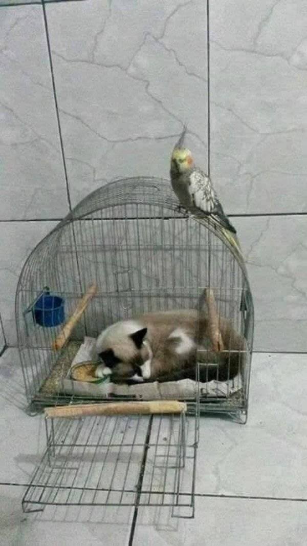 Funny Animals (60 pics)