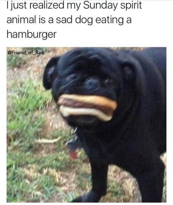 Funny Animals (60 pics)