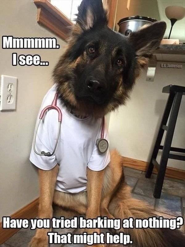 Funny Animals (60 pics)