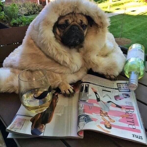 Funny Animals (60 pics)