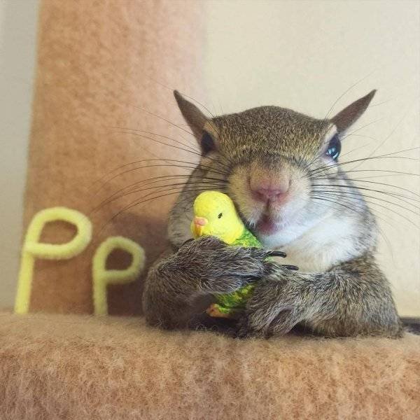 Funny Animals (60 pics)