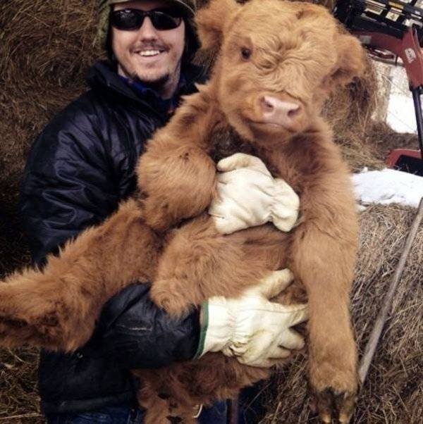 Funny Animals (60 pics)