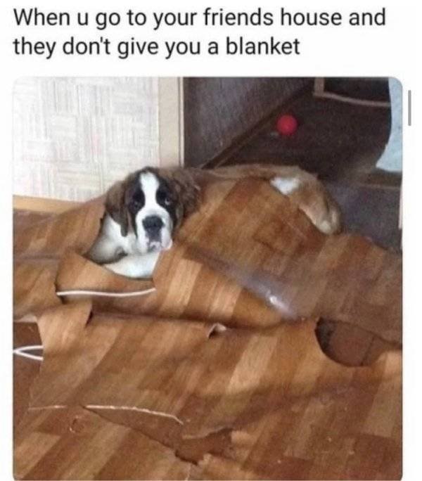 Funny Animals (60 pics)