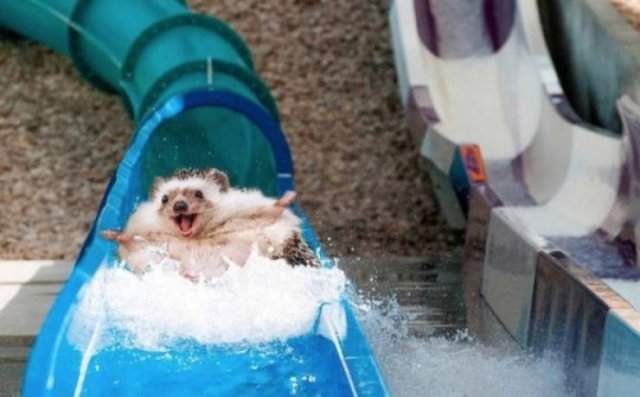 Funny Animals (60 pics)