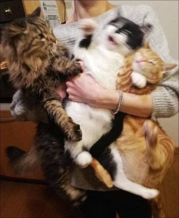 Funny Animals (60 pics)