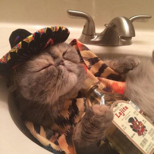 Funny Animals (60 pics)