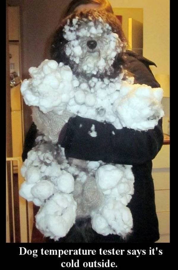 Funny Animals (60 pics)