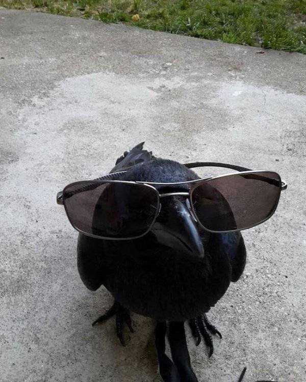 Funny Animals (60 pics)