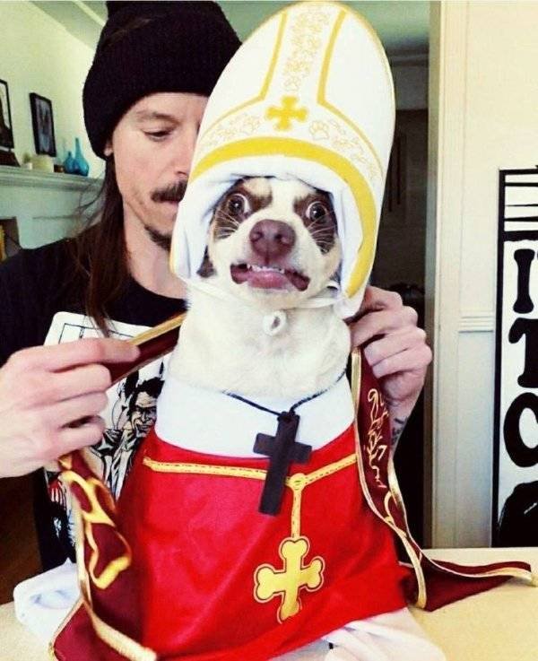 Funny Animals (60 pics)