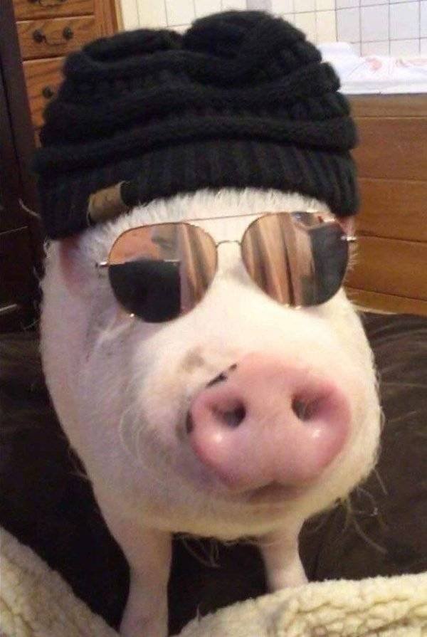 Funny Animals (60 pics)