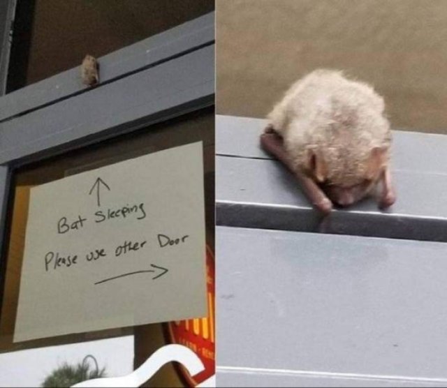 Funny Animals (60 pics)