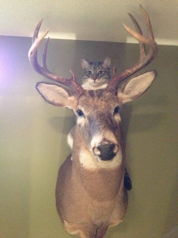 Funny Animals (60 pics)