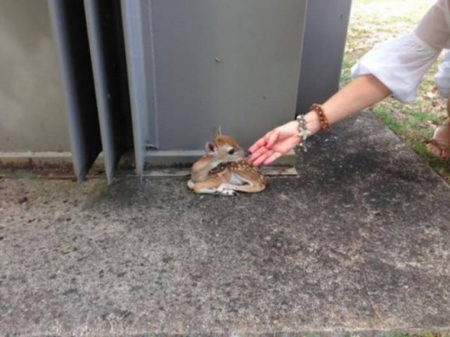 Funny Animals (60 pics)