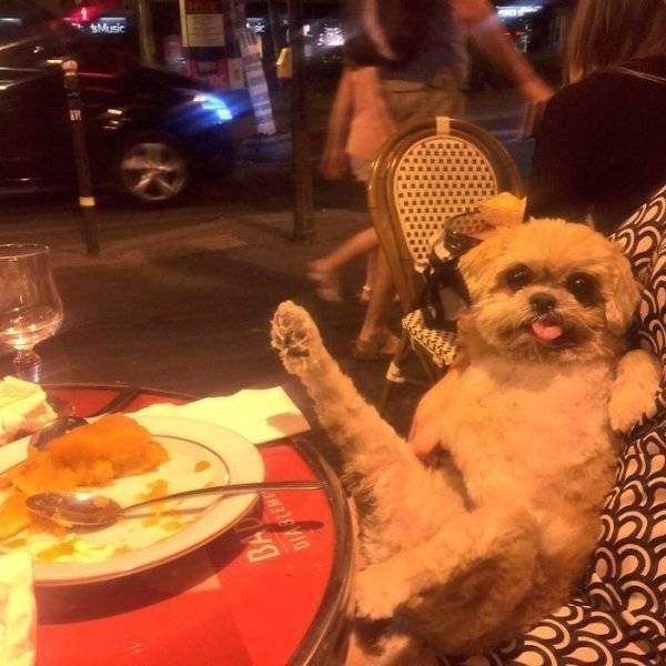Funny Animals (60 pics)