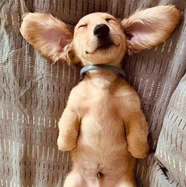 Funny Animals (60 pics)