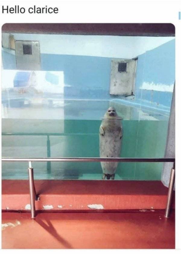 Funny Animals (60 pics)