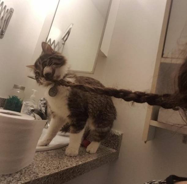 Funny Animals (60 pics)
