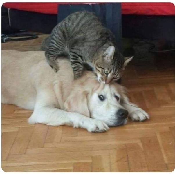 Funny Animals (60 pics)
