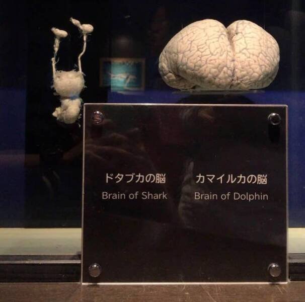 Fascinating Photos (32 pics)