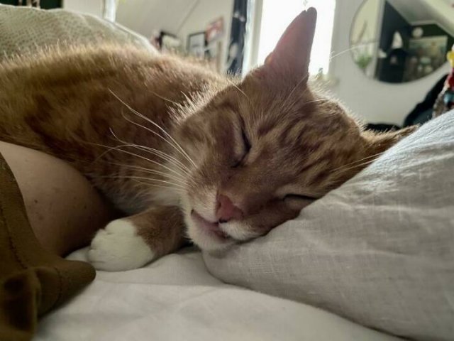 Funny Cats (48 pics)
