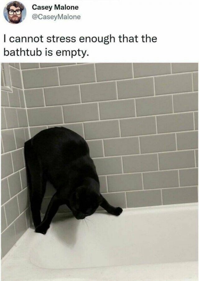 Funny Cats (48 pics)