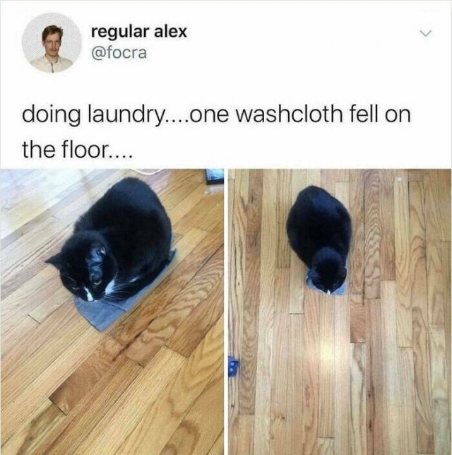 Funny Cats (48 pics)