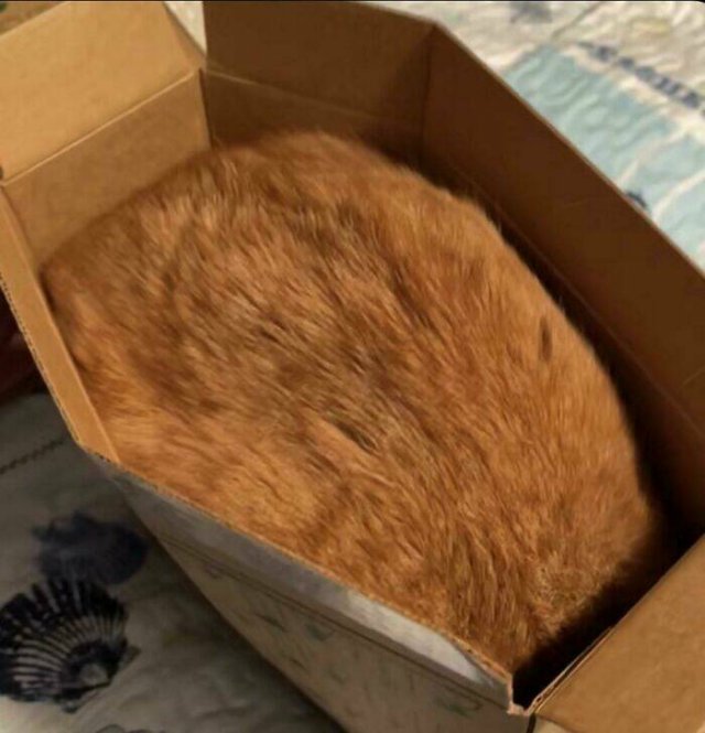 Funny Cats (48 pics)