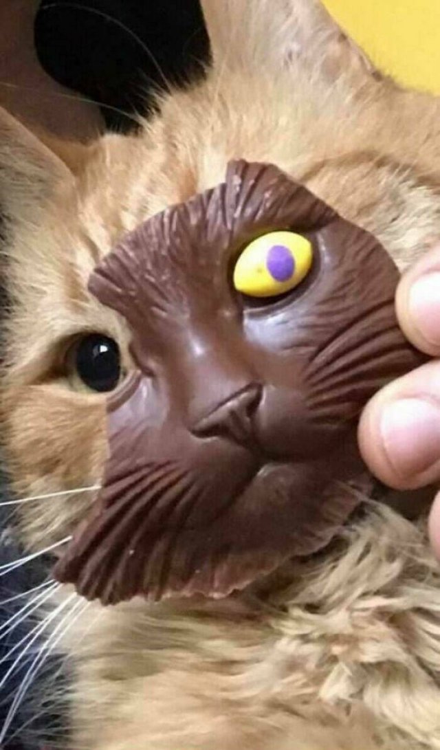 Funny Cats (48 pics)