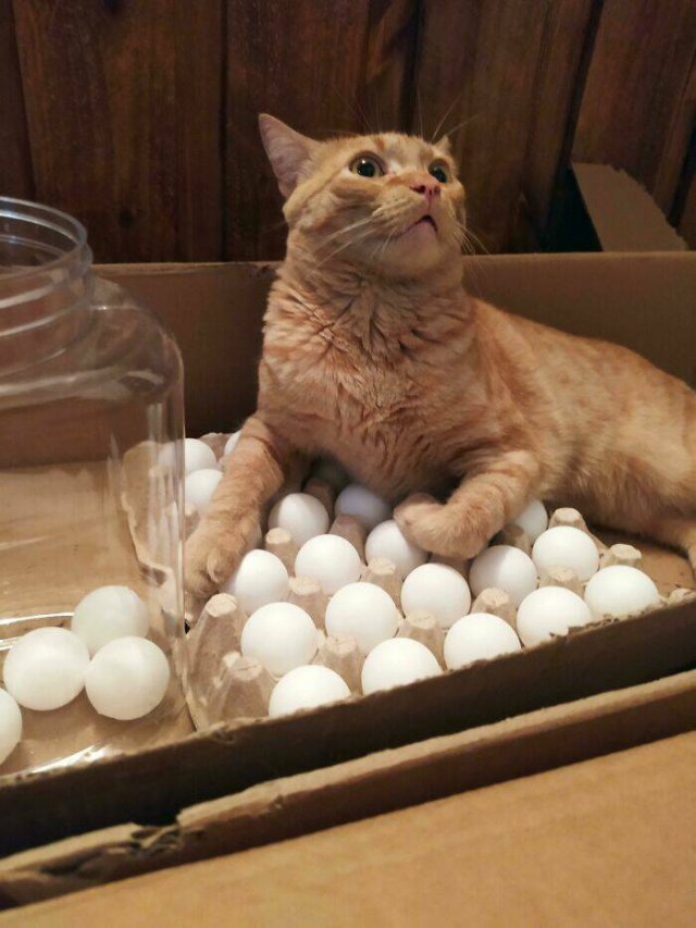 Funny Cats (48 pics)