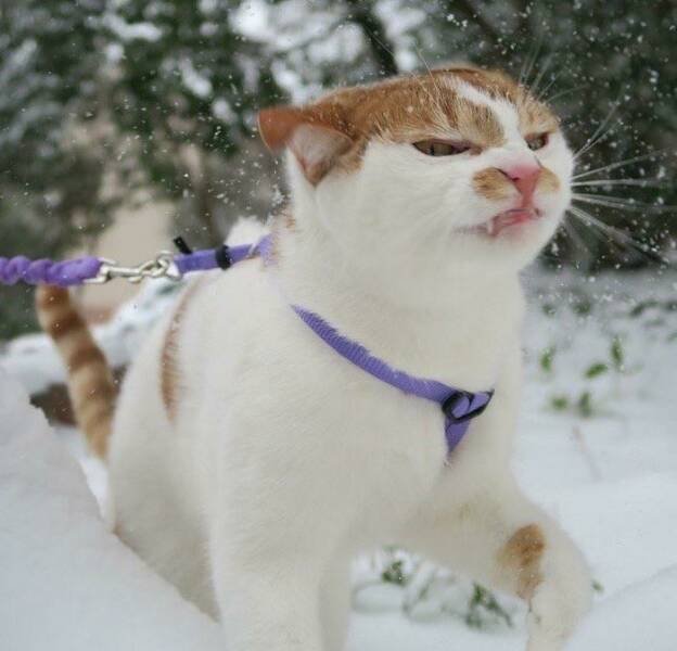 Funny Cats (48 pics)