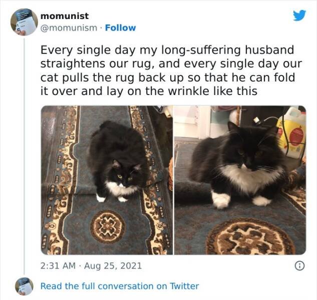Funny Cats (48 pics)