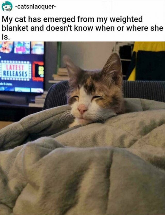 Funny Cats (48 pics)
