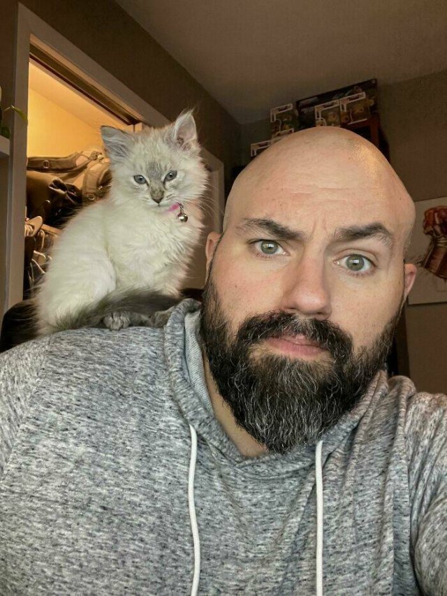 Funny Cats (48 pics)